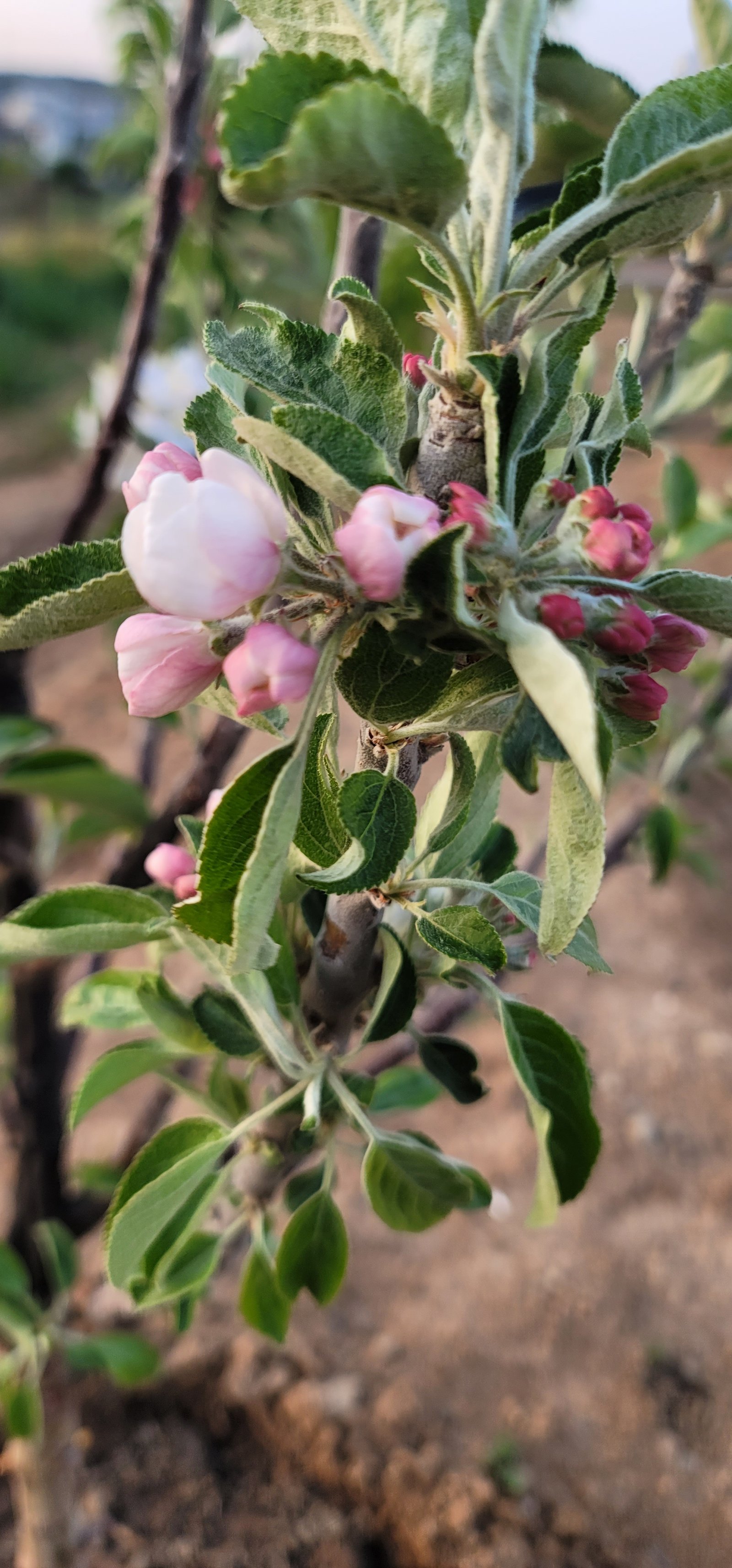 사과꽃은 하나의 시가 된다